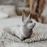 CARTONIC® - Modèle Corgi