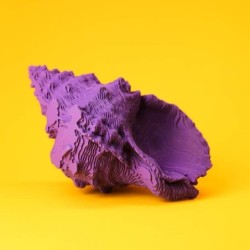 CARTONIC® - Modèle Coquillage