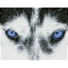 DIAMOND DOTZ® Carré Husky