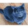 DIAMOND DOTZ® Carré Chat bleu