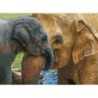 DIAMOND DOTZ® Carré Câlins d'éléphants