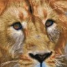 Kit DIAMOND DOTZ® Portrait de Lion