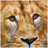 Kit DIAMOND DOTZ® Portrait de Lion