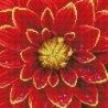 Kit DIAMOND DOTZ® Dahlia