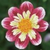 Kit DIAMOND DOTZ® Fleur Daisy