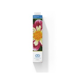 Kit DIAMOND DOTZ® Fleur Daisy