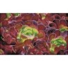 DIAMOND DOTZ® Carré  Cactus Succulente