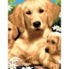 Kit ROYAL LANGNICKEL 3 Peintures au numéro Junior - Chiens et chiots