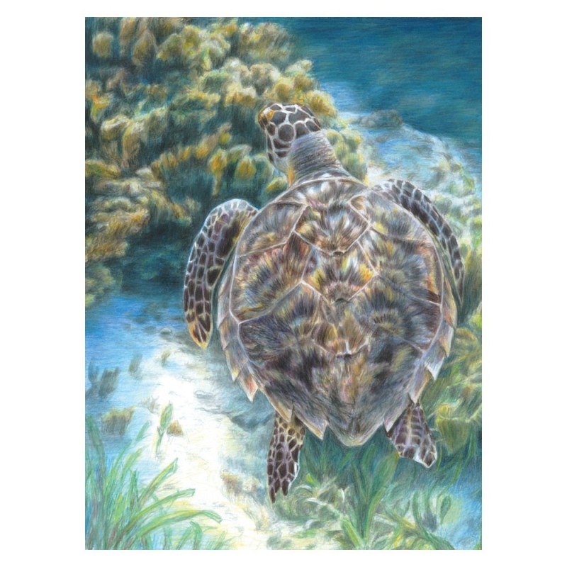 Kit ROYAL LANGNICKEL® Coloriage au numéro - Tortues de Mer
