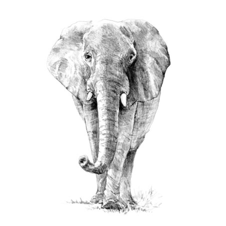 Kit ROYAL LANGNICKEL® Croquis - Esquisse Eléphant