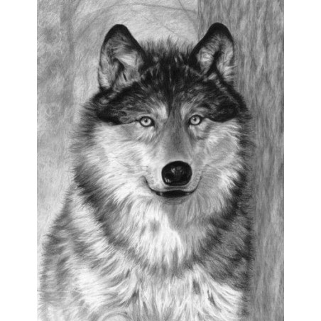 Kit ROYAL LANGNICKEL® Croquis - Esquisse Loup Alpha