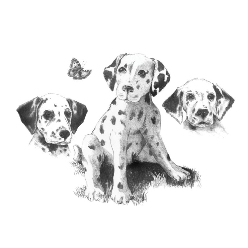 Kit ROYAL LANGNICKEL® Croquis - Esquisse Dalmatiens