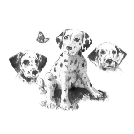 Kit ROYAL LANGNICKEL® Croquis - Esquisse Dalmatiens