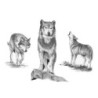 Kit ROYAL LANGNICKEL® Maxi Croquis - Esquisse Loups
