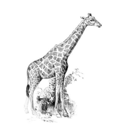 Kit ROYAL LANGNICKEL® Sketching mini - Esquisse Girafe