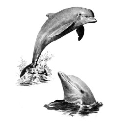 Coffret pour esquisse et croquis ROYAL LANGNICKEL® - 4 projets Animaux marins