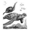 Coffret pour esquisse et croquis ROYAL LANGNICKEL® - 4 projets Animaux marins