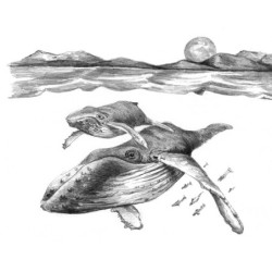 Coffret pour esquisse et croquis ROYAL LANGNICKEL® - 4 projets Animaux marins