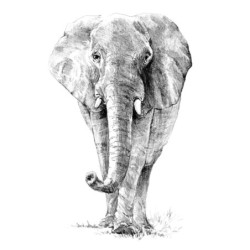 Coffret pour esquisse et croquis ROYAL LANGNICKEL® - 4 projets Animaux Sauvages