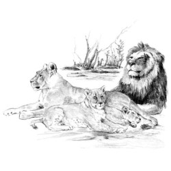 Coffret pour esquisse et croquis ROYAL LANGNICKEL® - 4 projets Animaux Sauvages
