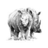 Coffret pour esquisse et croquis ROYAL LANGNICKEL® - 4 projets Animaux Sauvages