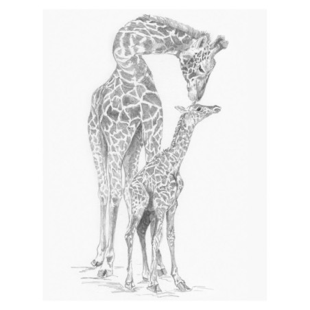 Kit ROYAL LANGNICKEL® Croquis - Esquisse Girafes