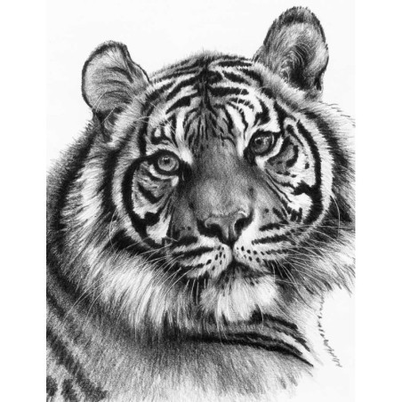 Kit ROYAL LANGNICKEL® Croquis - Esquisse Tigre