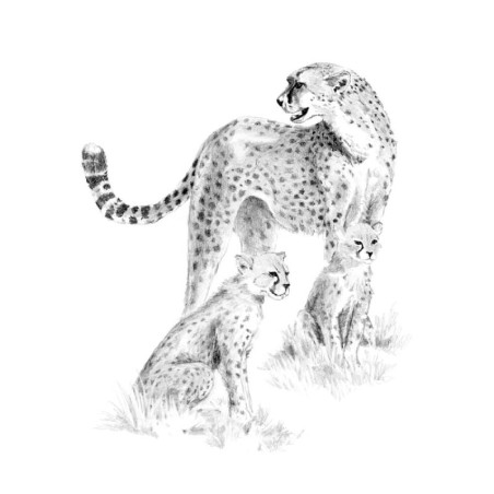 copy of Kit ROYAL LANGNICKEL® Croquis - Esquisse Girafes