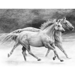 SKBN20_Chevaux au galop
