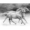 SKBN20_Chevaux au galop