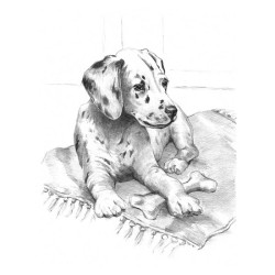 SKBN21_Chiot dalmatien