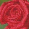 Kit DIAMOND DOTZ® Rosée de rose