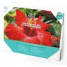DIAMOND DOTZ® Carré Fleur d'Hibiscus - Intermédiaire - Avec cadre