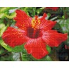 DIAMOND DOTZ® Carré Fleur d'Hibiscus - Intermédiaire - Avec cadre